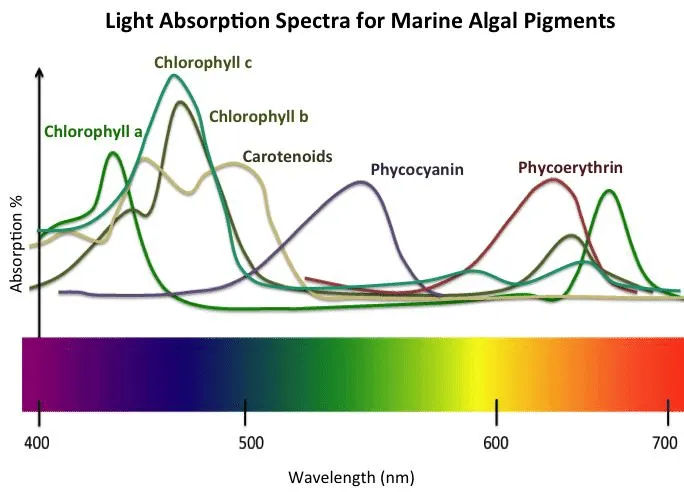 Absorption spectra of different pigments